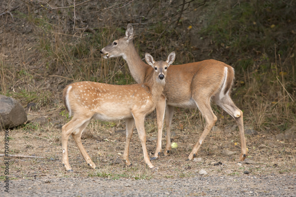 Mother and fawn together.