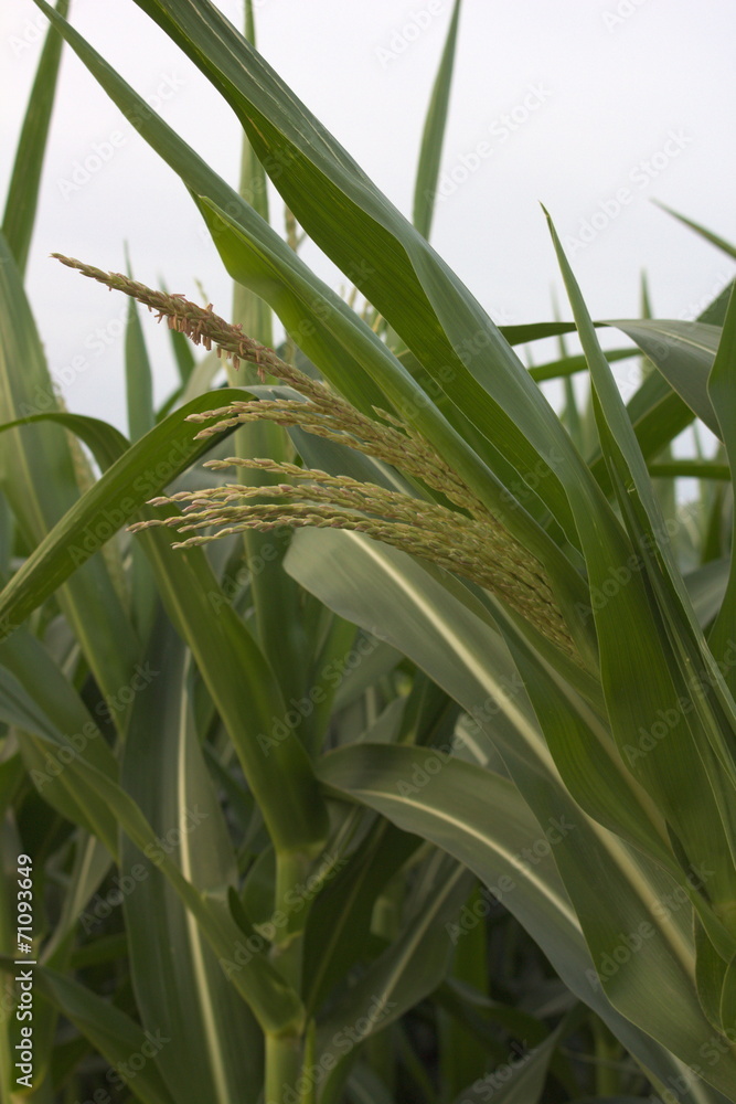 Fototapeta premium corn flower leaf plant natural close-up
