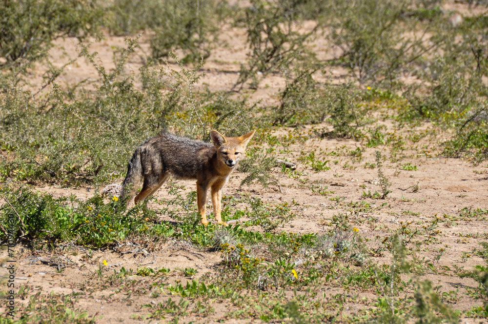 Fototapeta premium Desert fox in Valle de la Luna, Argentina
