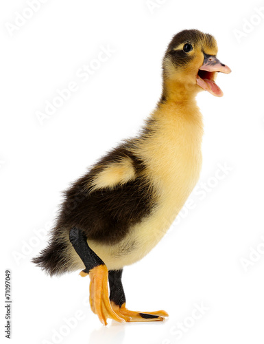 Little cute duckling isolated on white