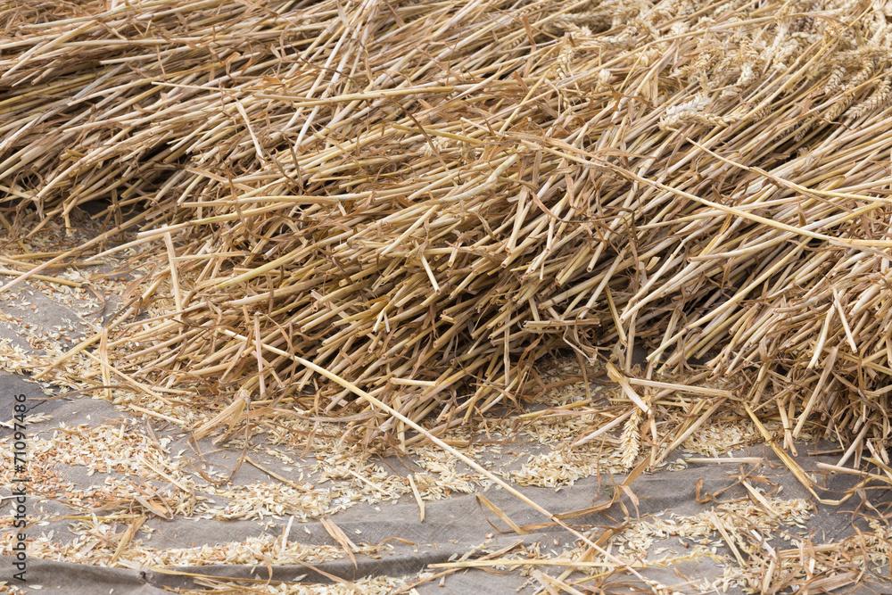 Cereals at a threshing floor Cereals at a threshing floor