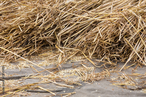 Cereals at a threshing floor