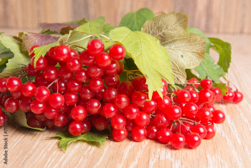 red berries of viburnum red berries of viburnum