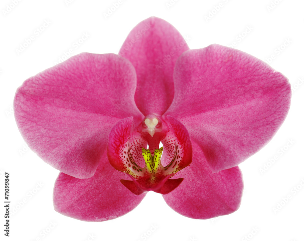 Pink tropical orchid flower isolated on white