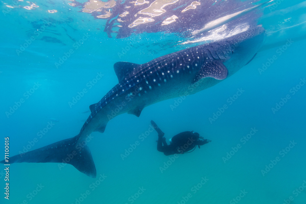 Obraz premium Underwater shoot of a gigantic whale sharks ( Rhincodon typus)