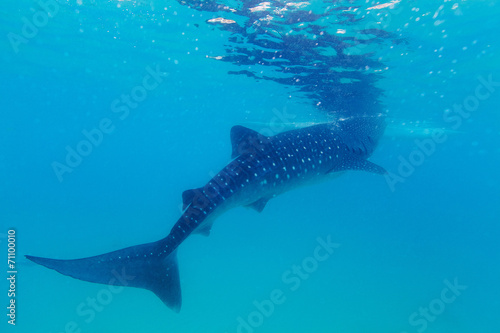 Underwater shoot of a gigantic whale sharks ( Rhincodon typus) © frolova_elena