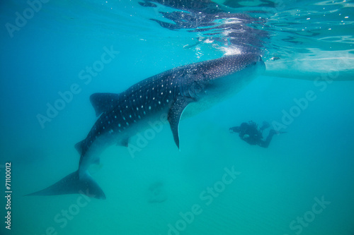 Underwater shoot of a gigantic whale sharks ( Rhincodon typus)