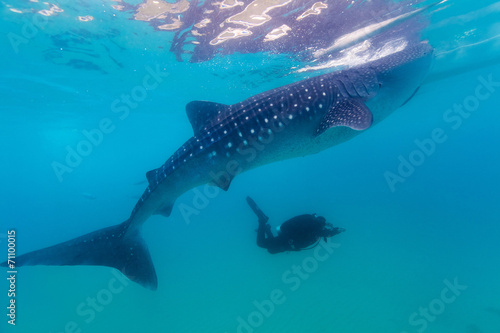 Underwater shoot of a gigantic whale sharks   Rhincodon typus 