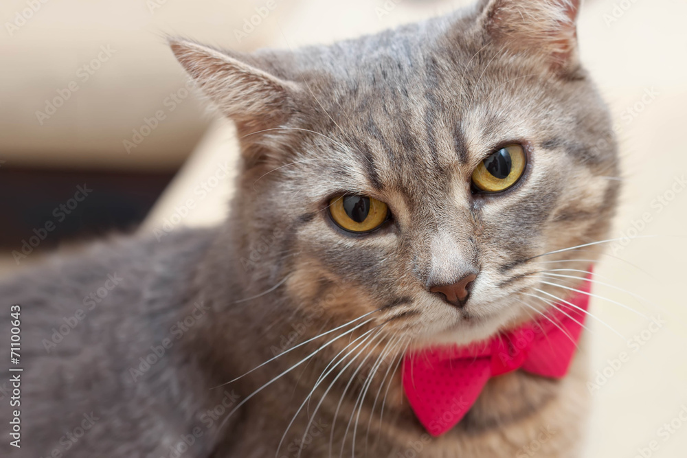 gray domestic cat portrait