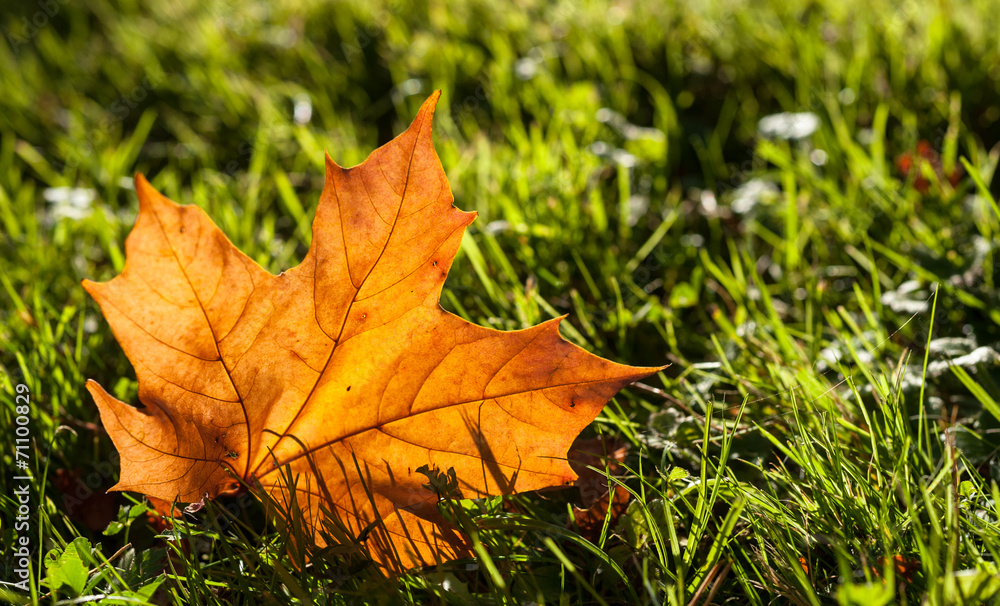 lone fall leaf on grass background lone fall leaf on grass background