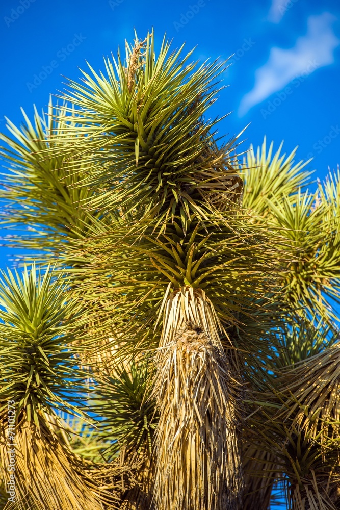 Fototapeta premium Joshua Tree Closeup