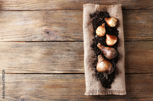 Fototapeta Naklejka Na Ścianę i Meble -  Flower bulbs and soil on sackcloth napkin on wooden background