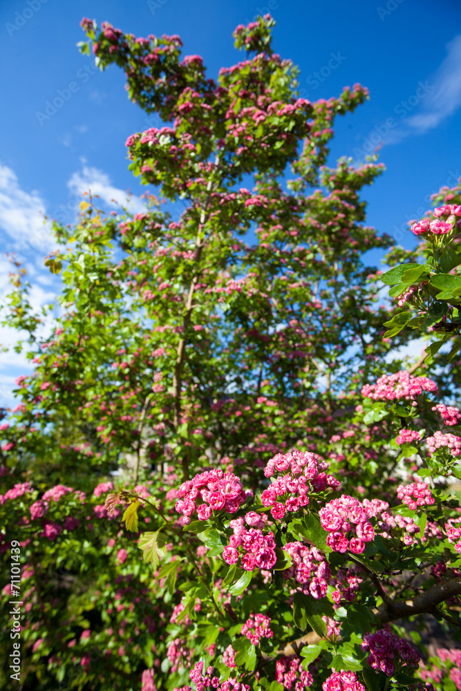 Bloosoming pink flowers of hawthorn tree