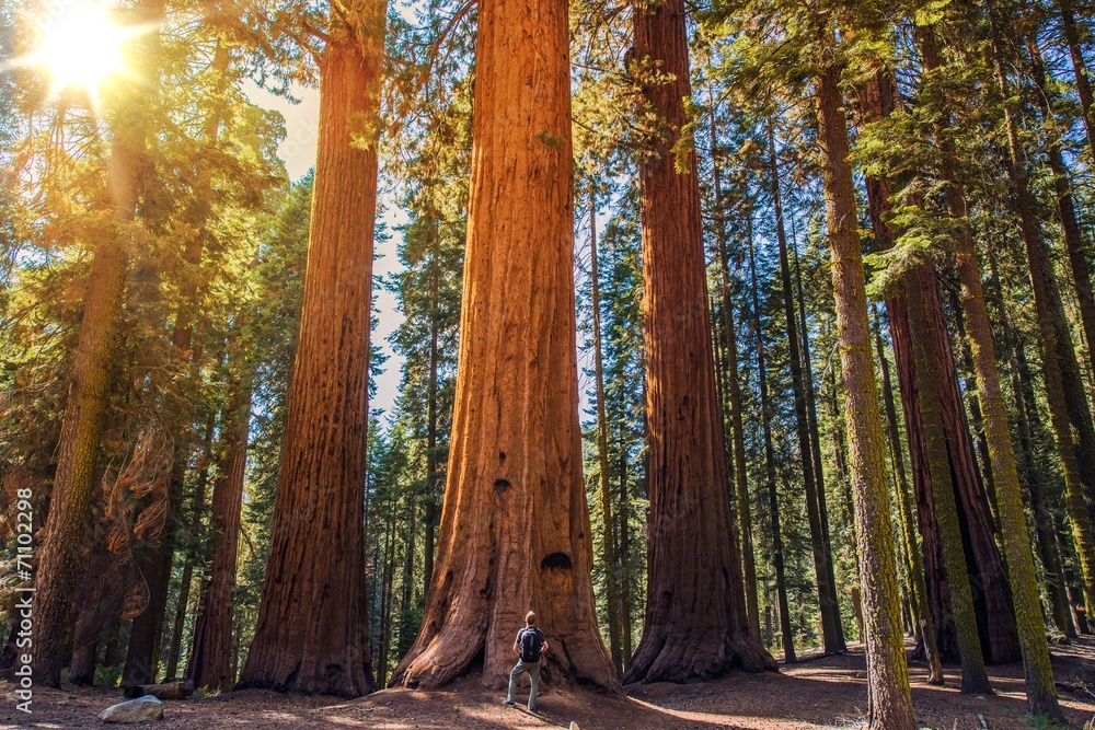 Fototapeta premium Sequoia vs Man