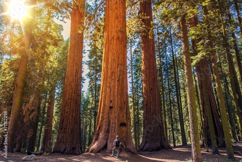 Sequoia vs Man