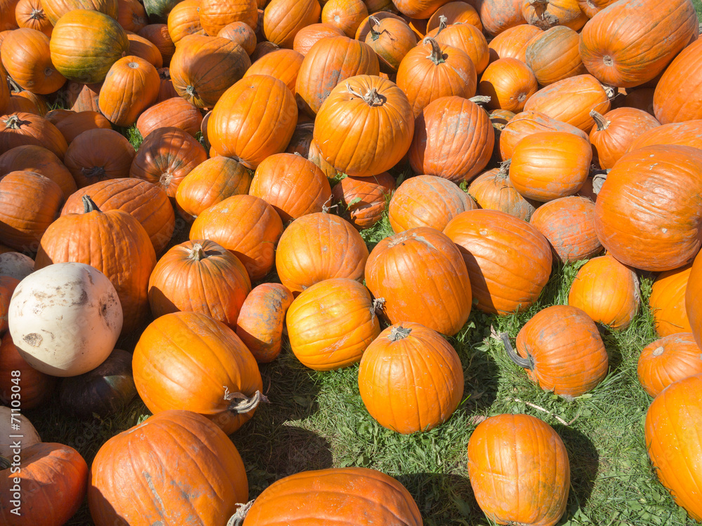 Pumpkins in field Pumpkins in field