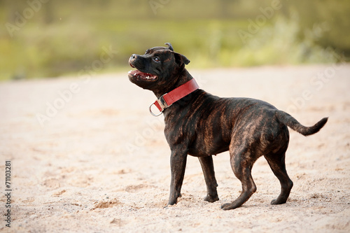 Staffordshire bull terrier.