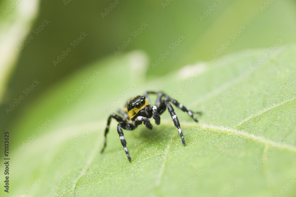 Aranha-papa-mosca Aranha-papa-mosca