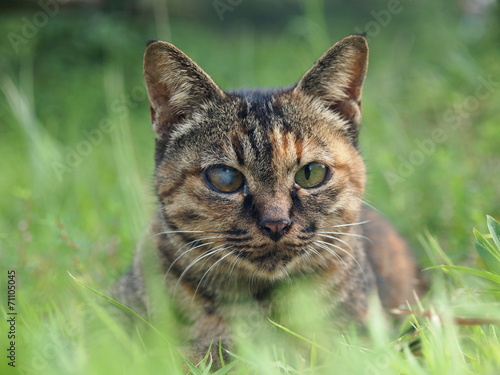 見つめる猫