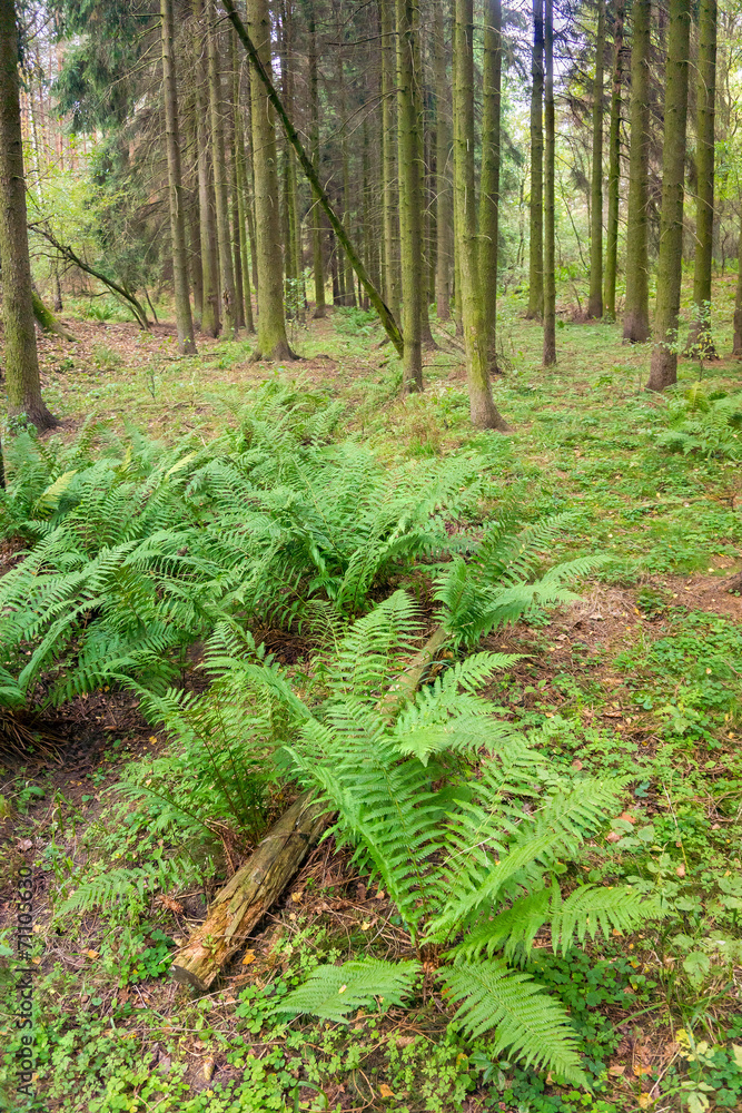 Obraz premium Spruce forest