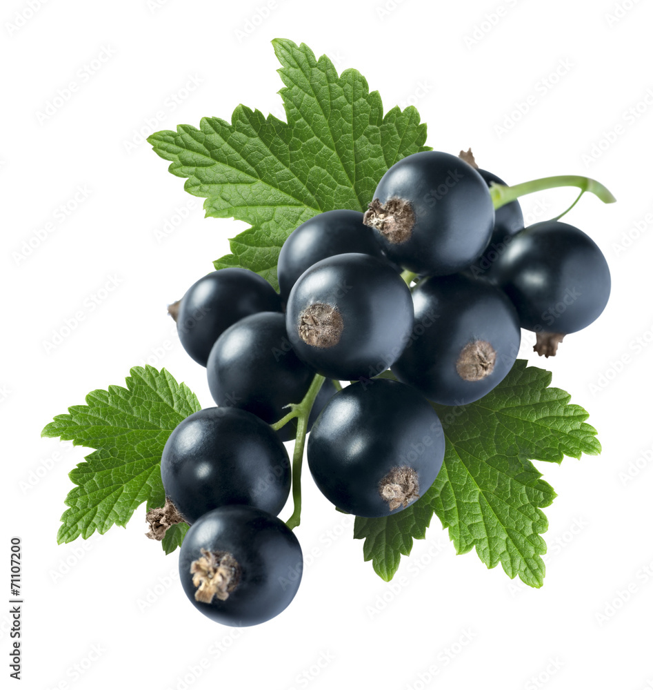 Black currant 4 with leaf isolated on white background Black currant 4 with leaf isolated on white background