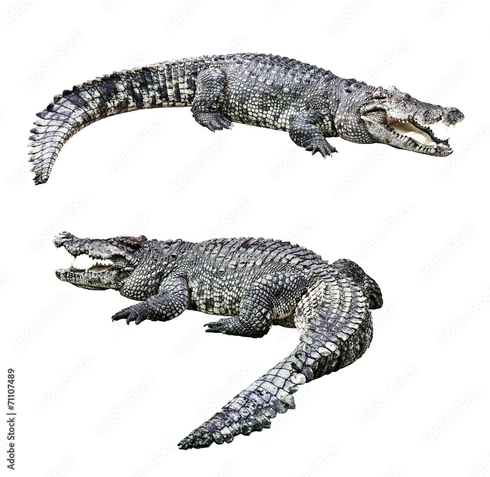 Fototapeta premium Crocodiles isolated