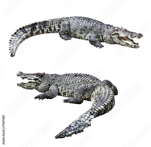 Crocodiles isolated