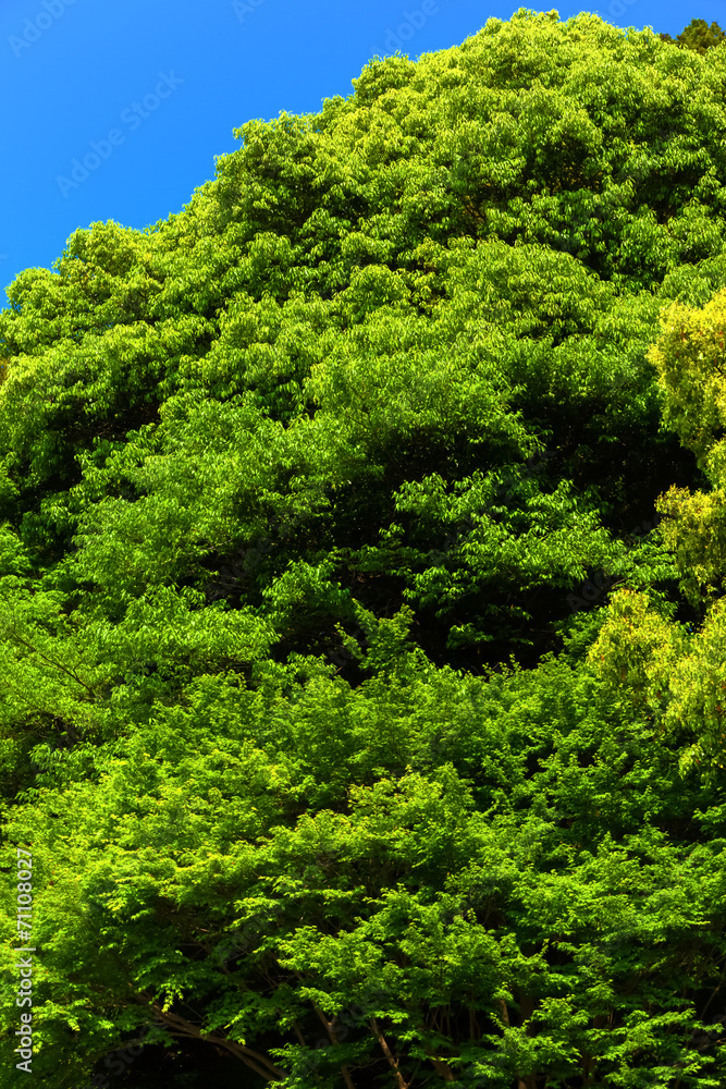 Forest of the village shrine, the tutelary deity Forest of the village shrine, the tutelary deity
