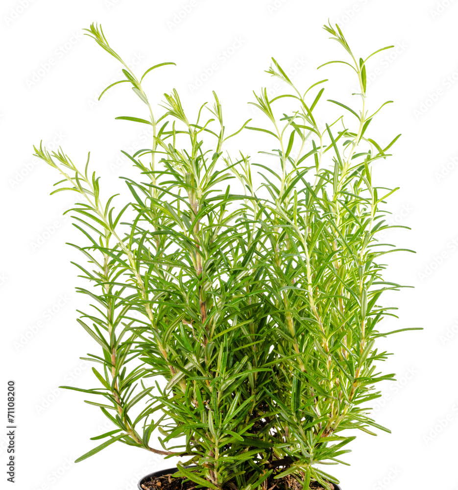Fresh fines herbes, rosemary is isolated on white background Fresh fines herbes, rosemary is isolated on white background