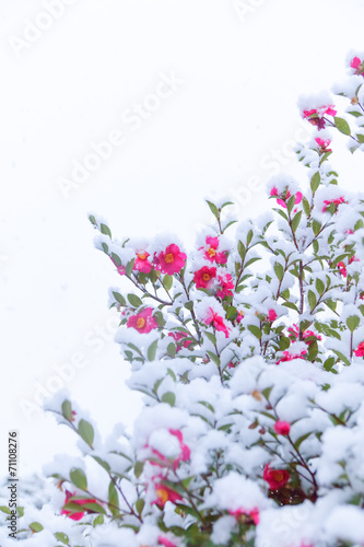 Snow and chilly camellia flowers