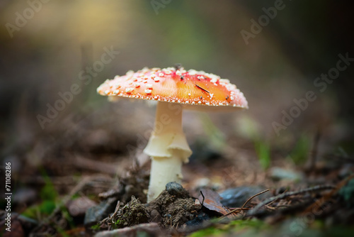 Fly agaric mushroom or toadstool