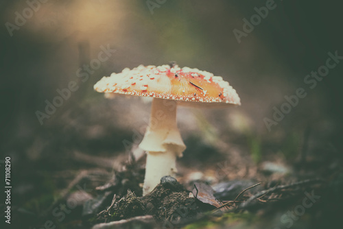 Fly agaric mushroom or toadstool