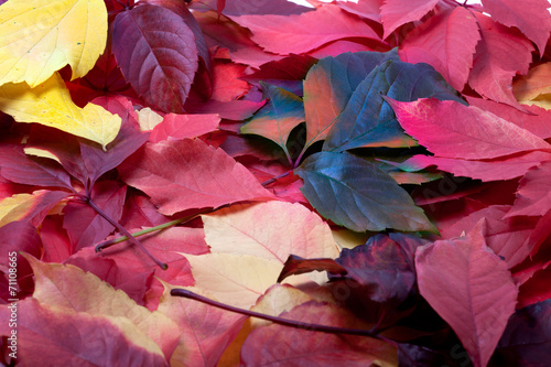 Background of multicolor autumn leaves