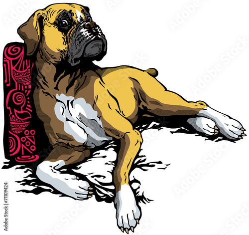boxer dog