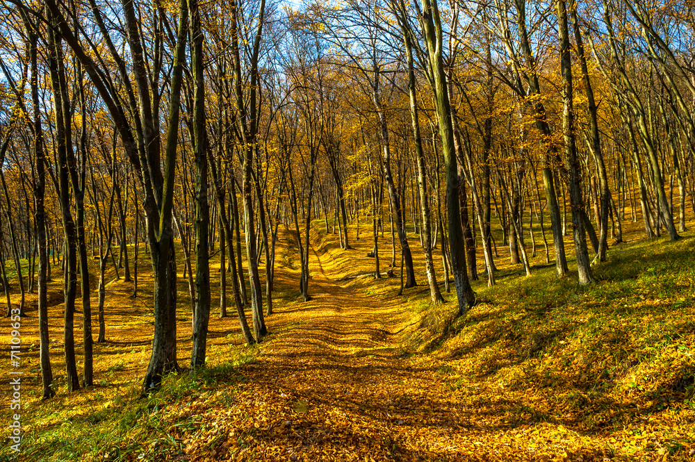 Fototapeta premium Autumn landscape