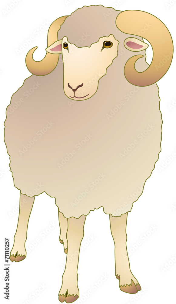 羊 正面 Stock Vector Adobe Stock