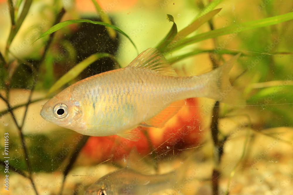 Tanakia limbata tango fish in Japan Tanakia limbata tango fish in Japan