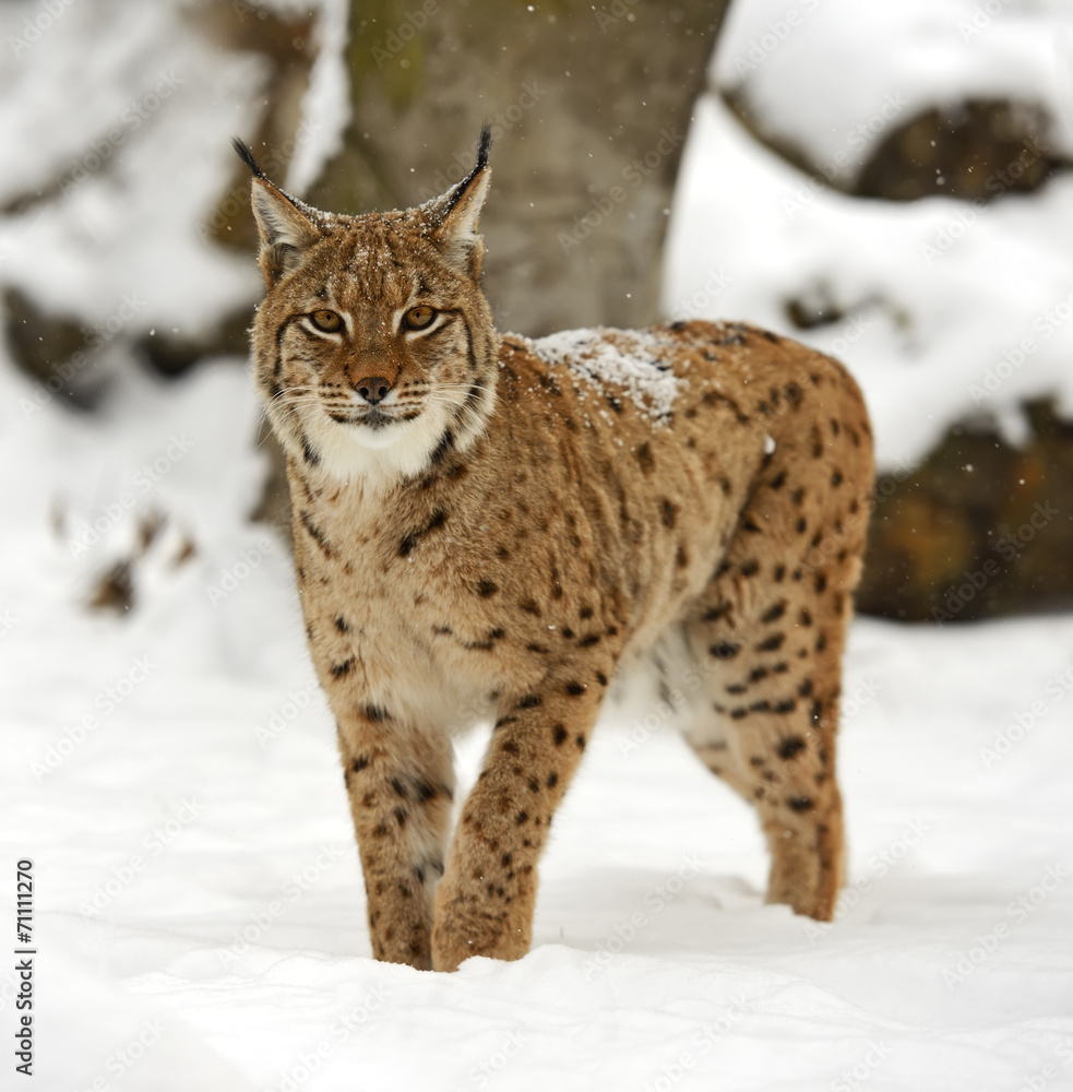 Winter Lynx