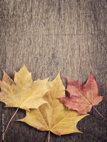 autumn maple leaves on wood table