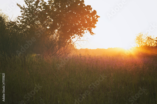 countryside meadow in beautiful sunset