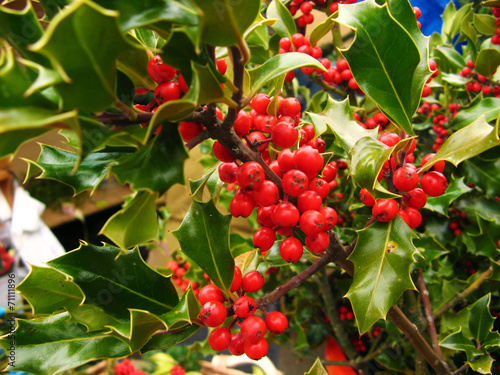 Christmas holly berries close up