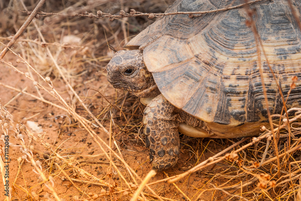 Obraz premium Turtle on the ground