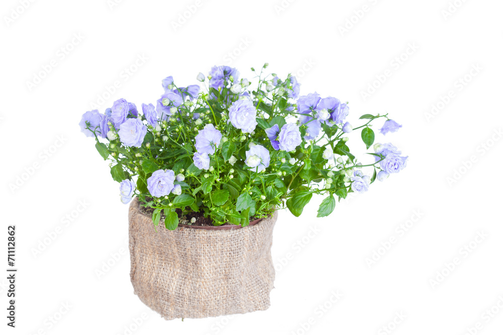 Campanula terry in a flowerpot on a white background Campanula terry in a flowerpot on a white background