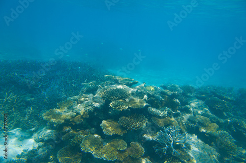 Hard corals © maxsaf