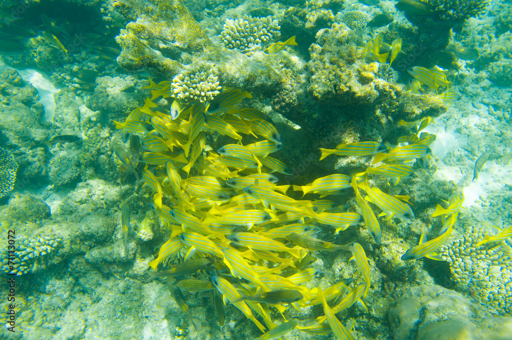 Obraz premium School of fish swimming near coral