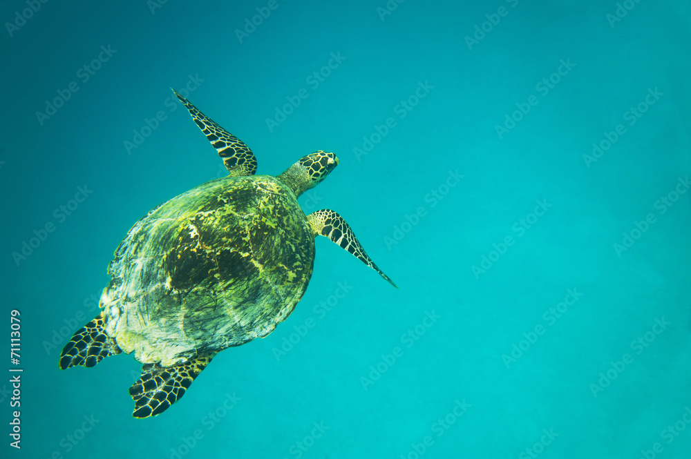 Sea turtle in the blue ocean Sea turtle in the blue ocean