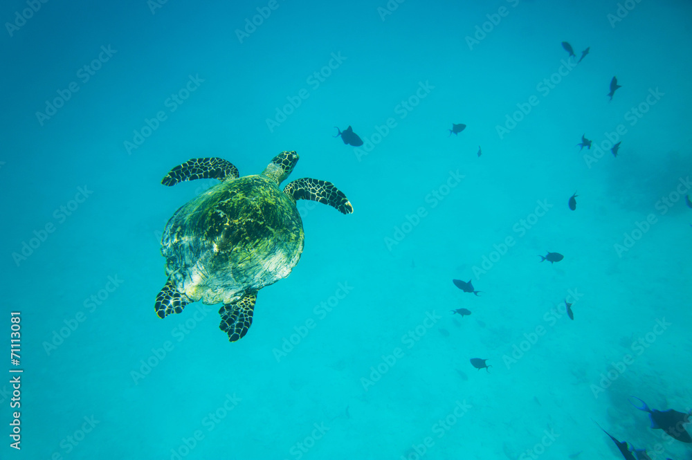 Obraz premium Sea turtle swimming in the ocean