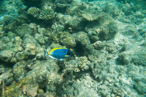 Powder Blue tang, Blue fish above corals reef