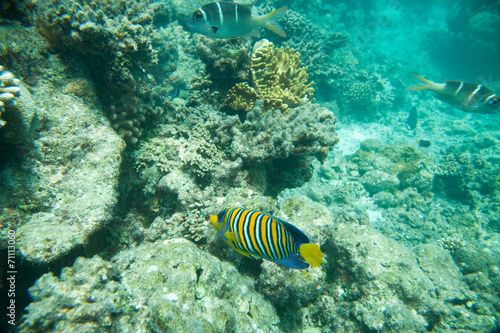Regal Angelfish, Corals and yellow fish