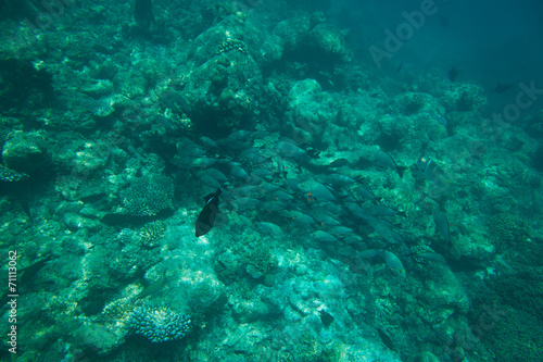 School of fish above coral reef